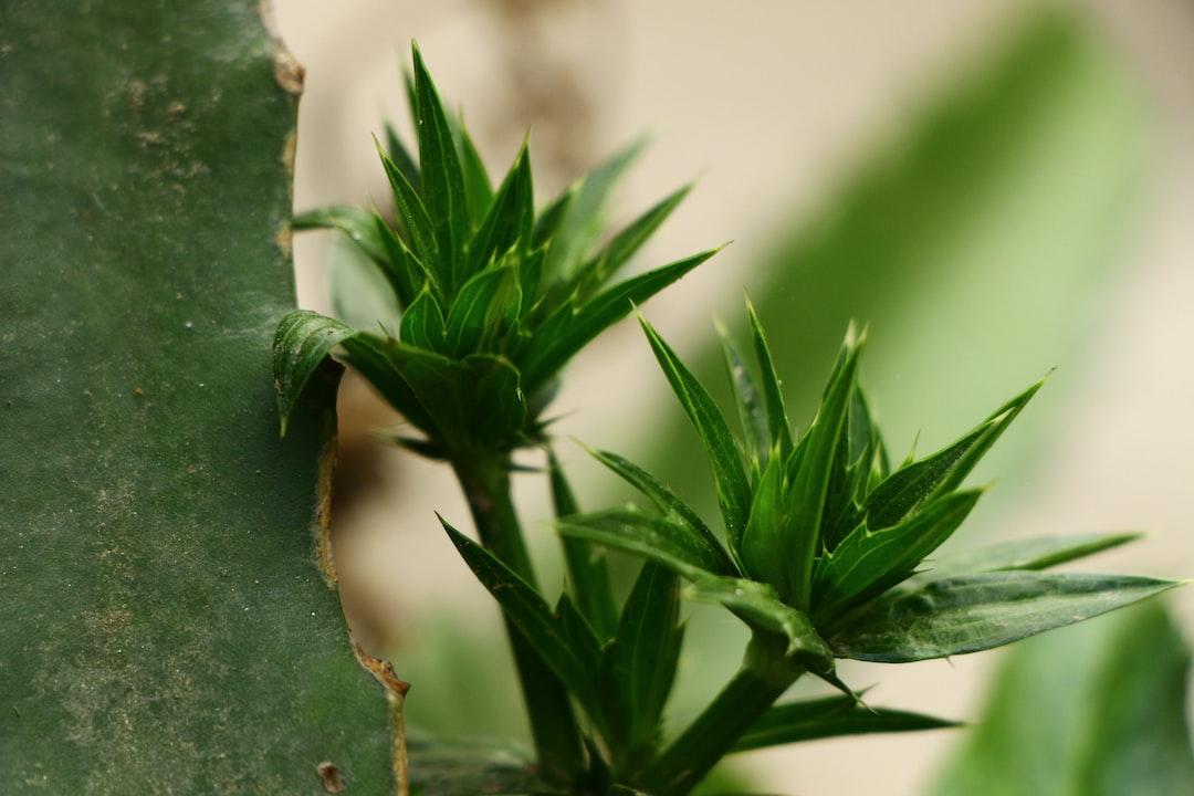 比特币自动取款机迎来繁荣是比特币价格所需的推动力吗